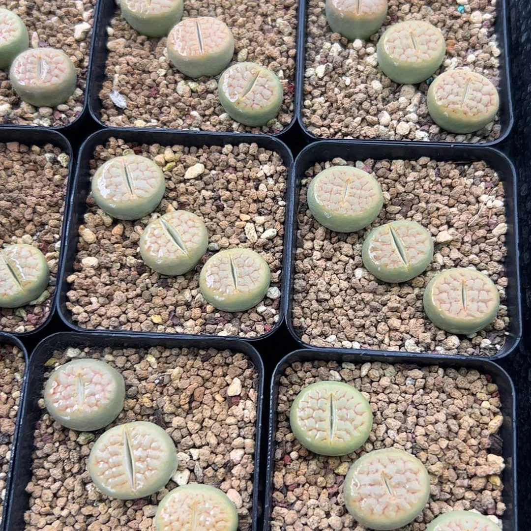0000量拍黄绿富贵5颗脱土发
