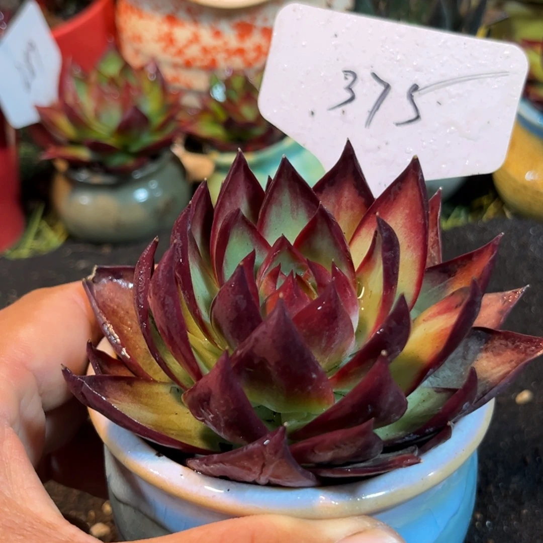 深红惊鸿一物一拍包装收缩花旱375