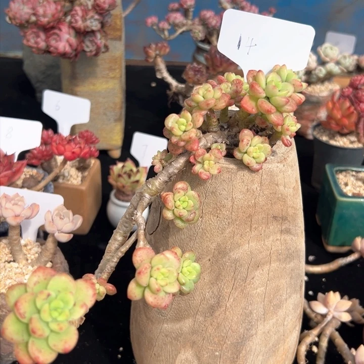 14 香格里拉 一物一拍