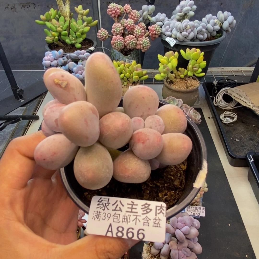 866米可奶多肉7c m