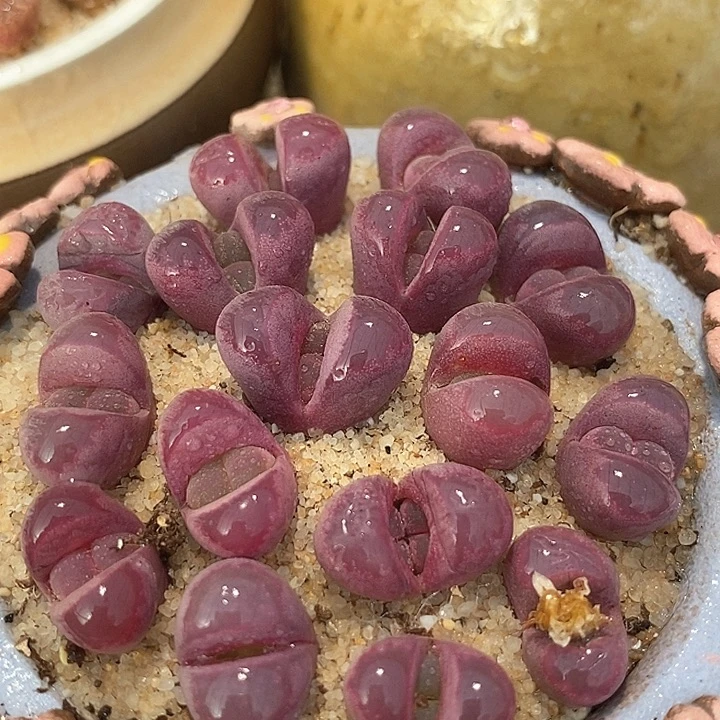 红大内一组三颗