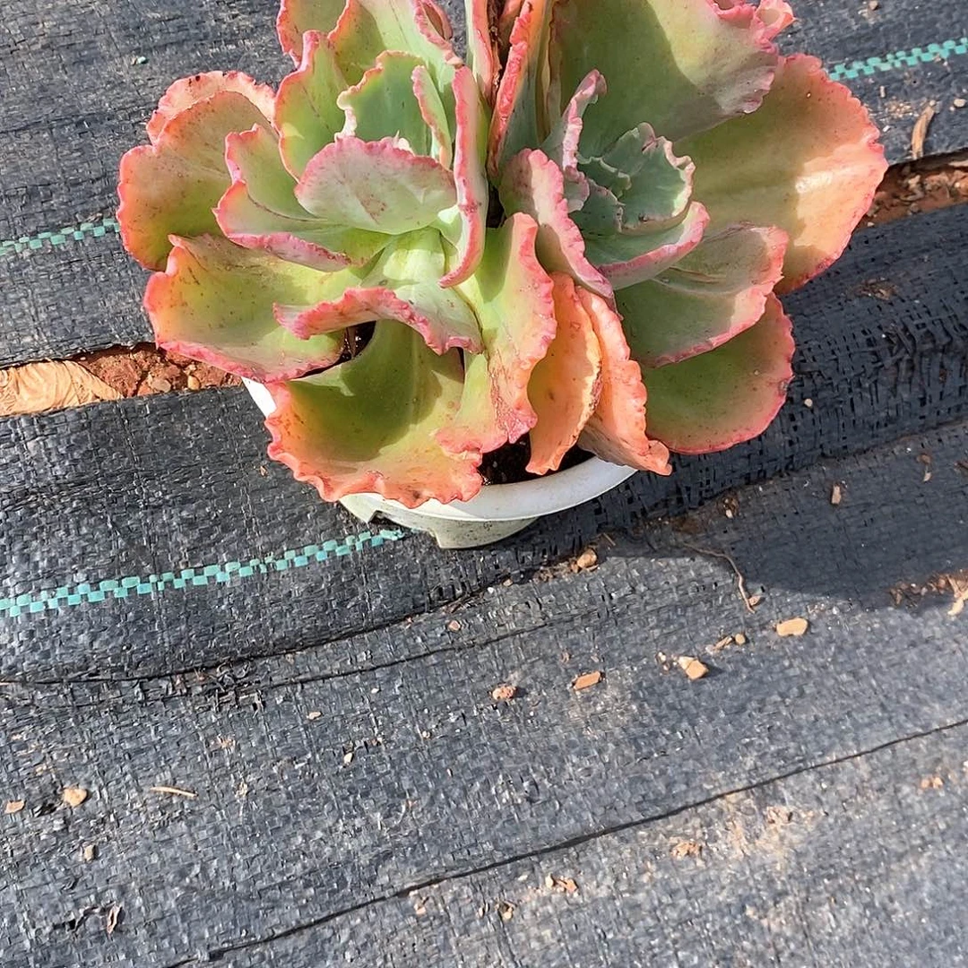 三***时双头包菜1颗脱土发货