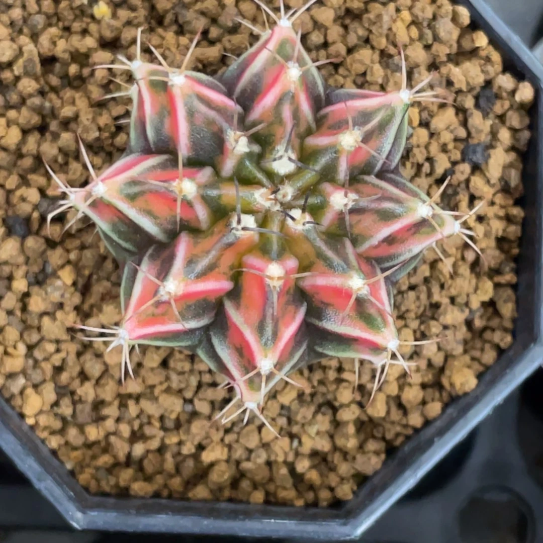 当前无花朵，栽培后可花朵橘红虎斑