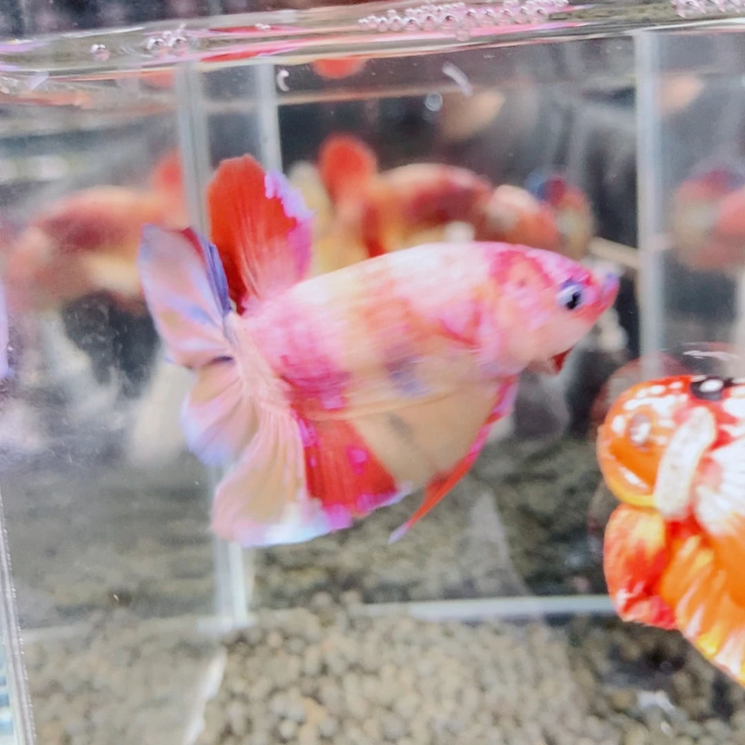 無***斗鱼黑15 19号巨否将军