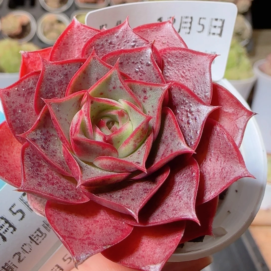 花语多肉1205-54罗西马