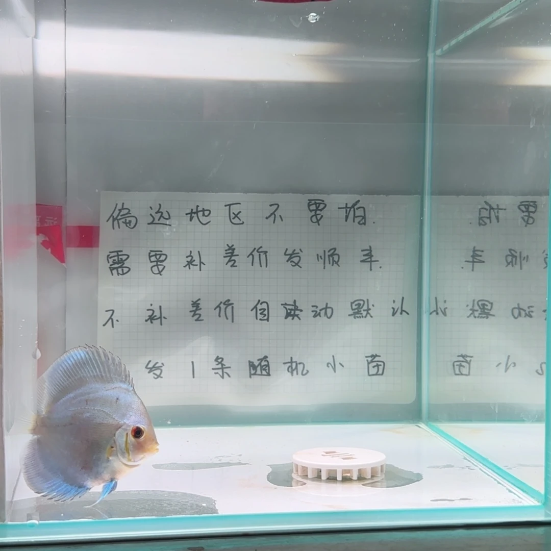 七彩神仙鱼肉身5左右，偏远地区不要拍