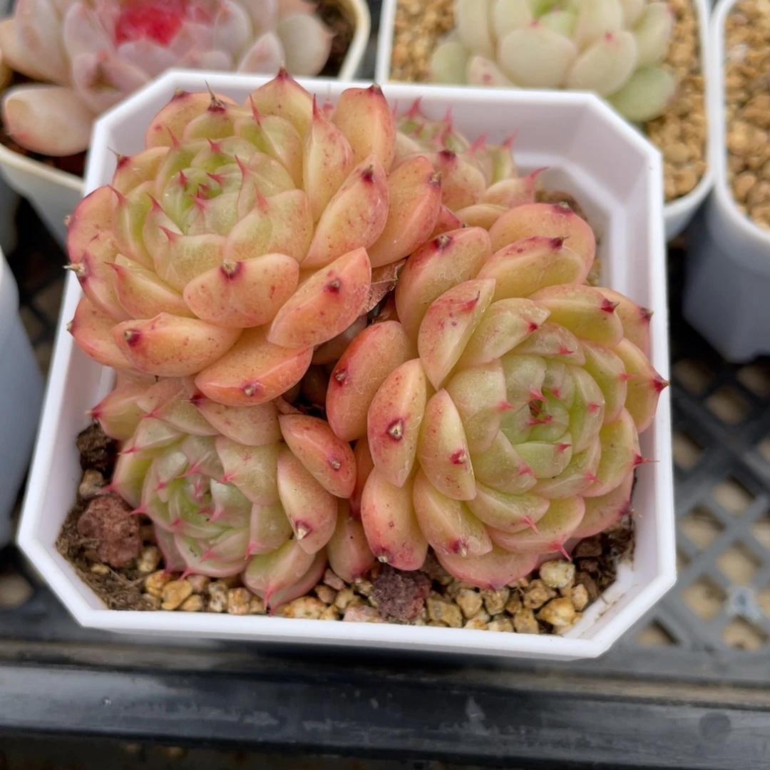 优选包子麦杆多肉福利1258