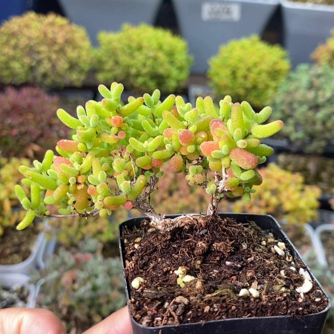 0599蜜橘糖球 。