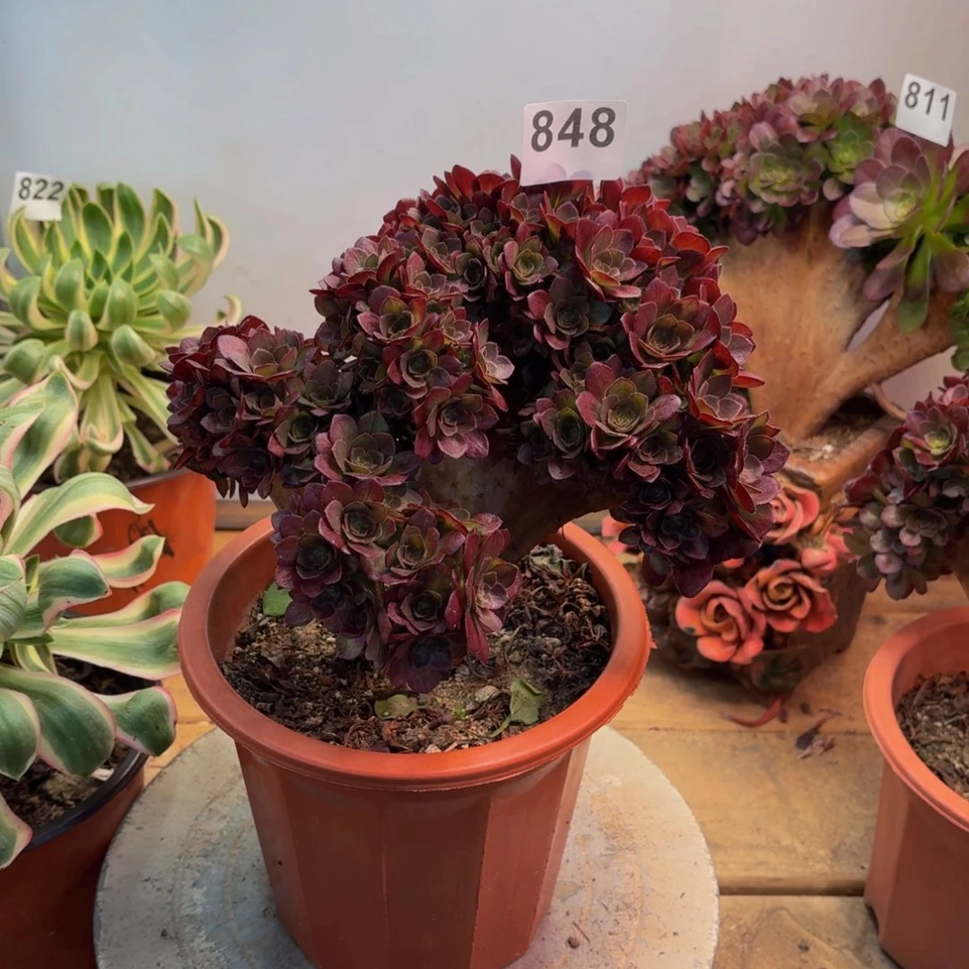 多肉法师万缀拔毛848