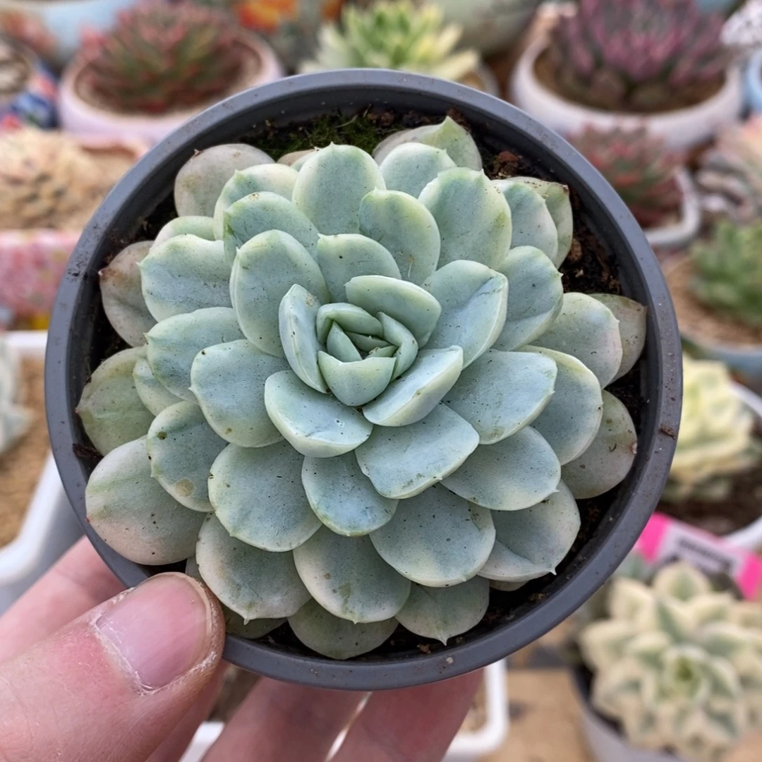 328贝瑞锦锦锦锦锦锦