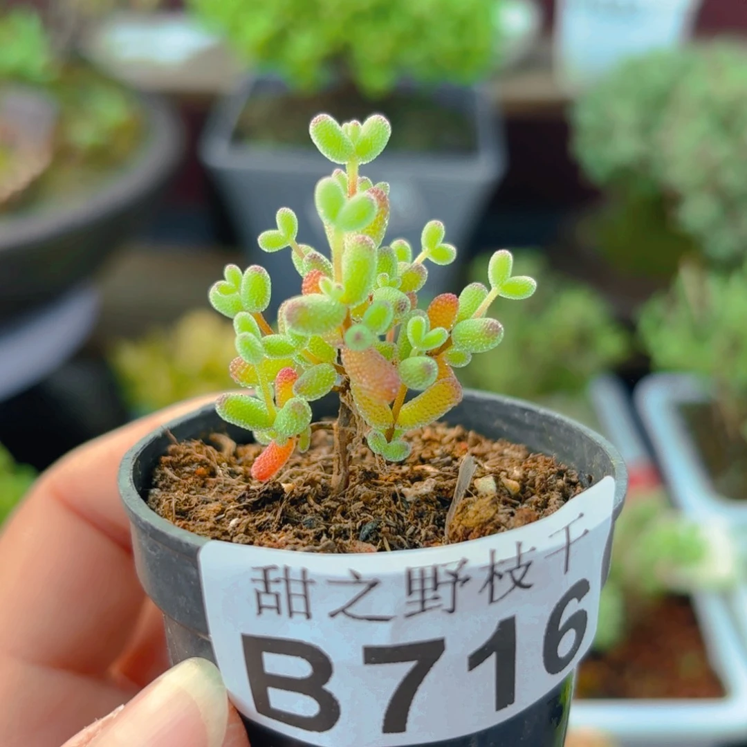 实生优选蜜叶糖球716。