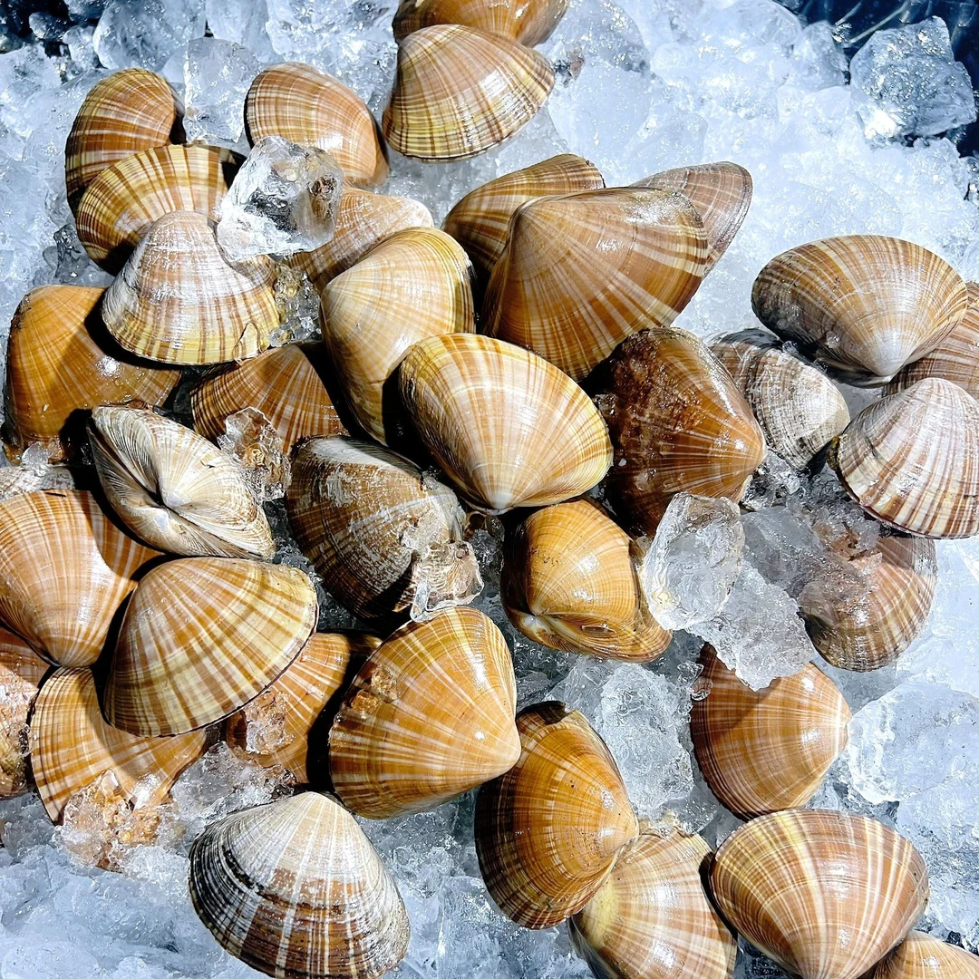 正宗东港野生文贝