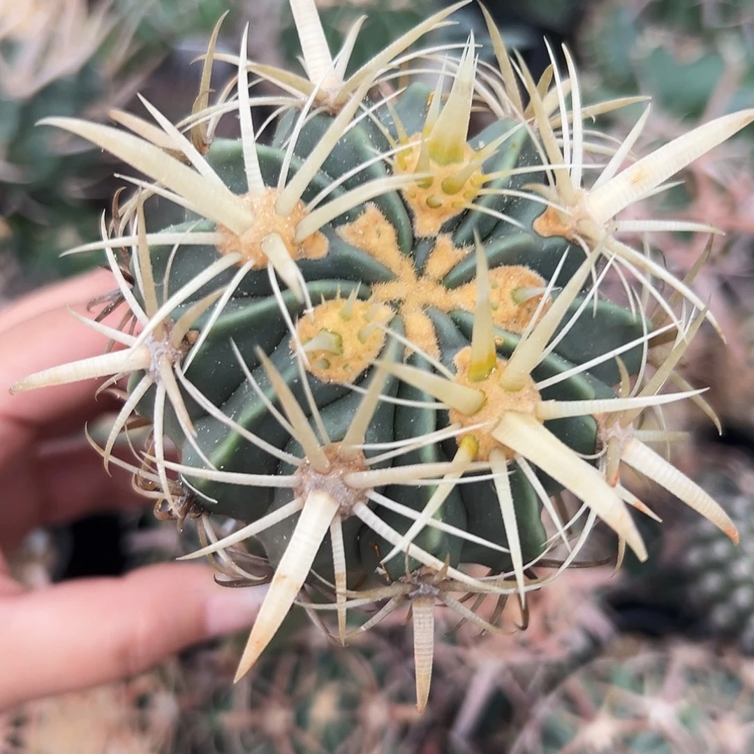 金至玉仙人球6666666