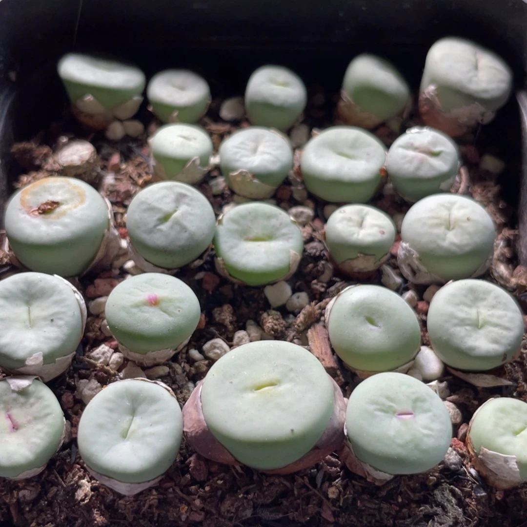 大盆特价一物一拍～18