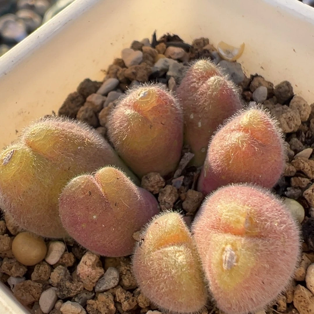 40多肉植物百科植物