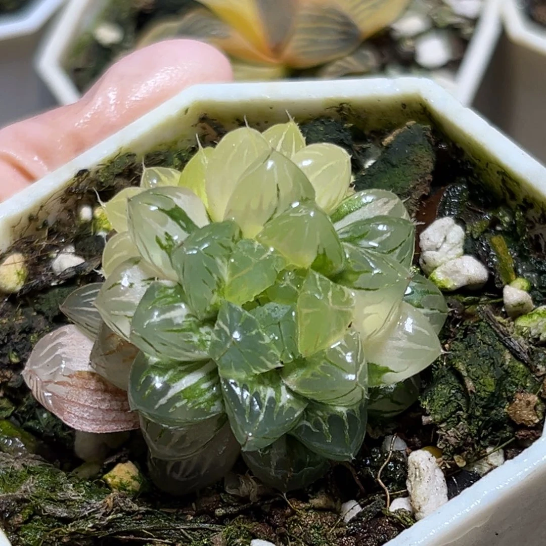 恭喜发财大吉大利0198