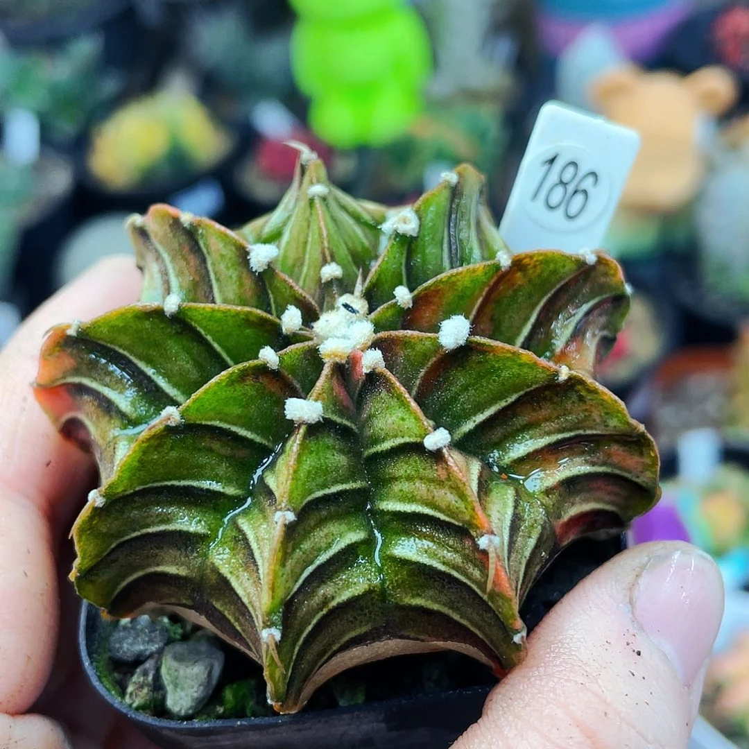 印*非偏远地区满25包邮仙人球