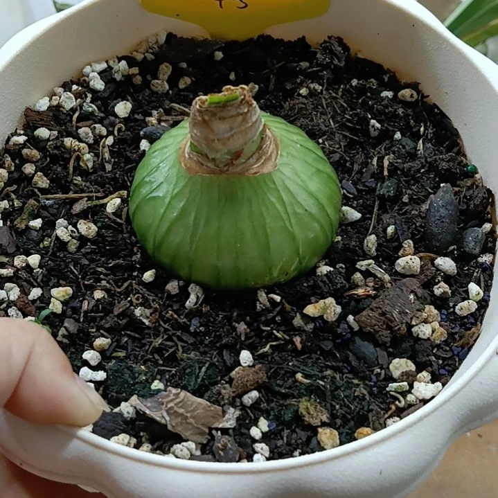 无花朵双绿5-6原盆原土发