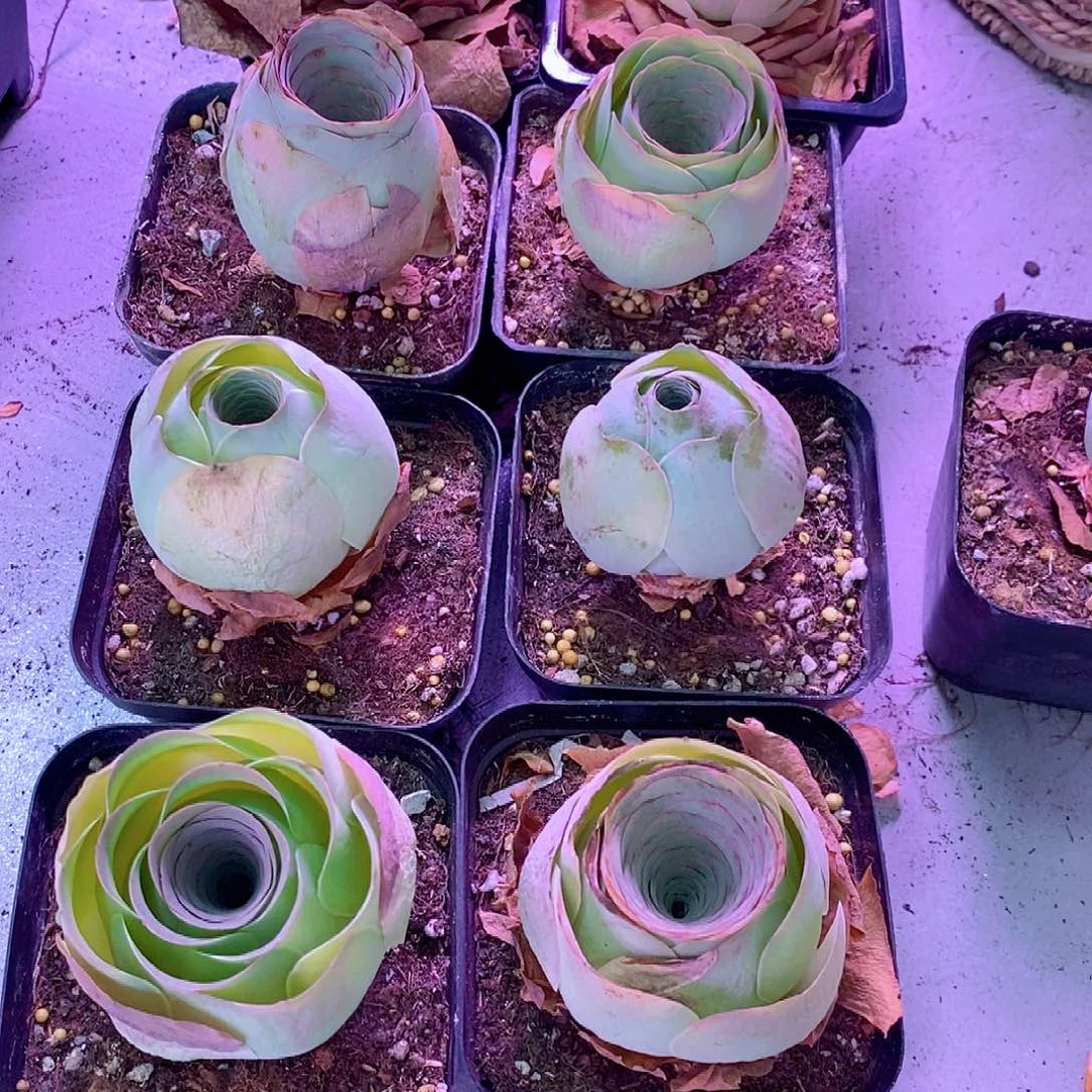 山地玫瑰一物一拍435sx