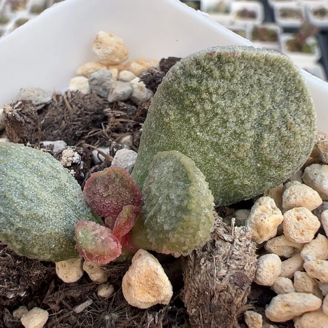 绿色冰沙实生新品大苗多肉