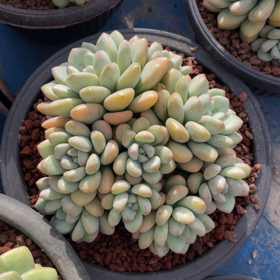 泡泡糖多肉植物盆栽