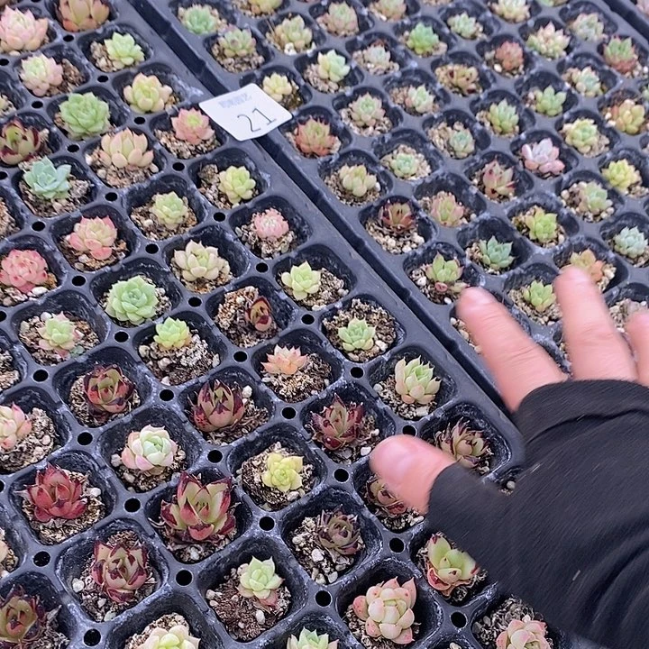 21 微瑕疵不售后多肉植物花卉