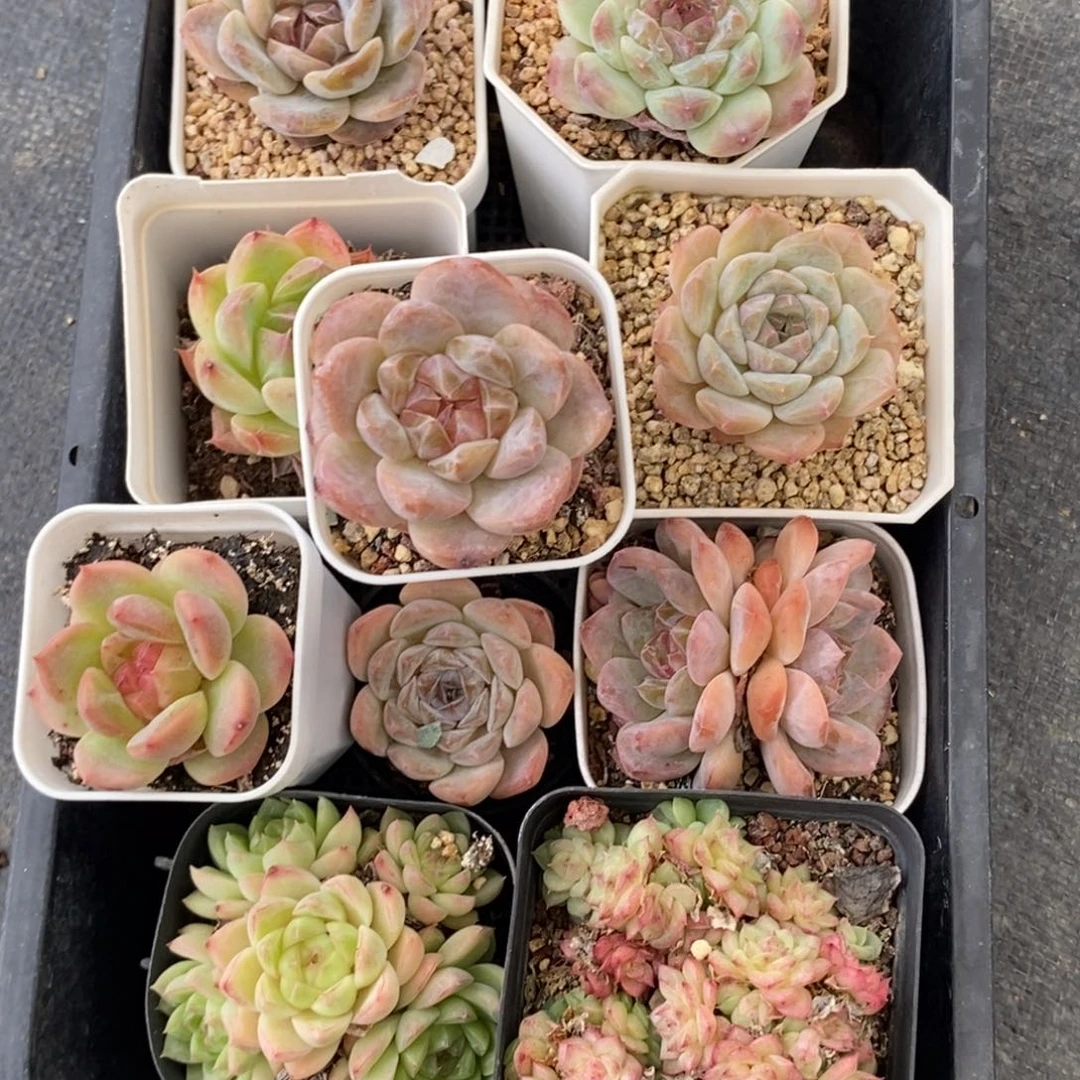 开播特价福利框拍哈哈哈