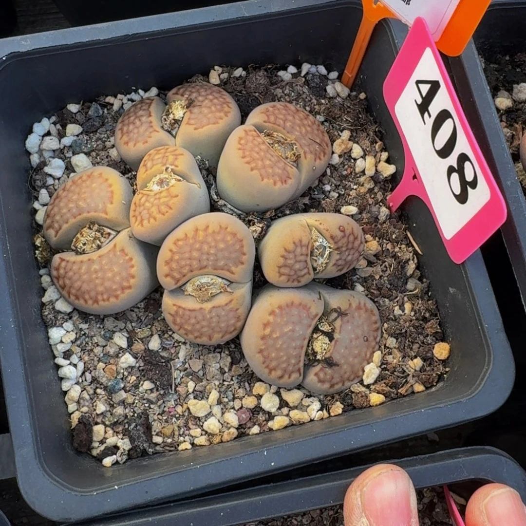 408 生石花大群生大群生