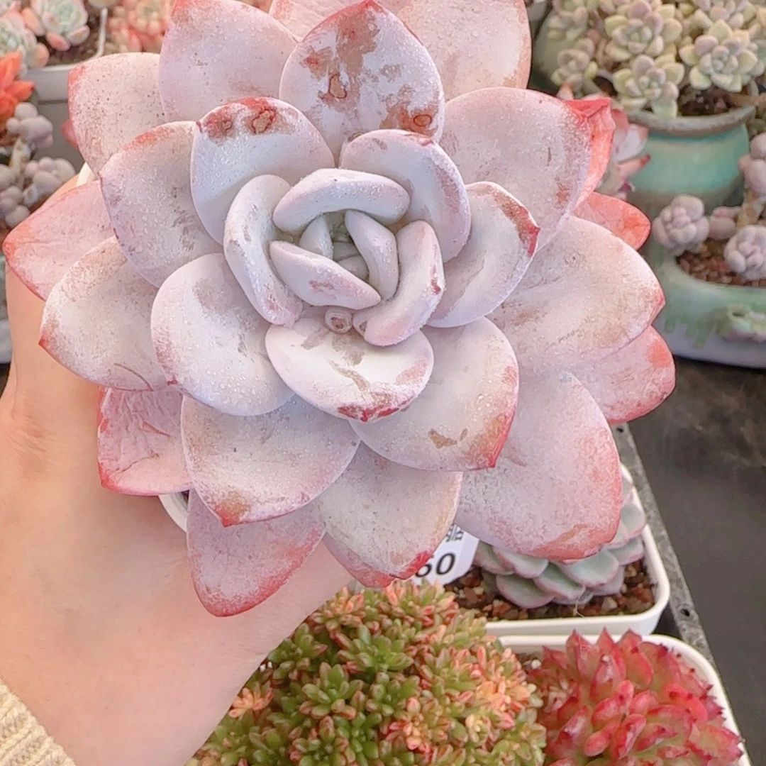 多肉植物6461……………..