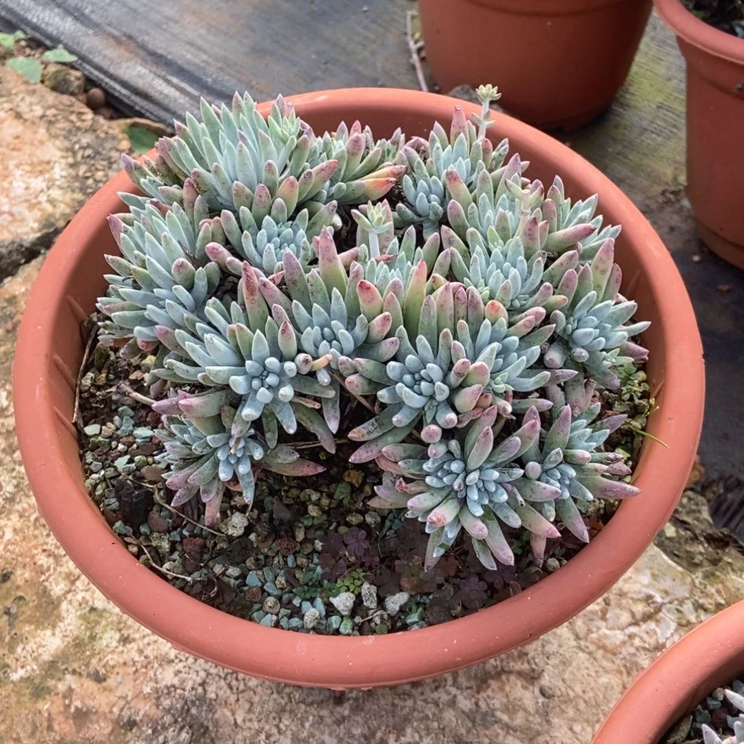 白鹭多肉植物啦啦啦