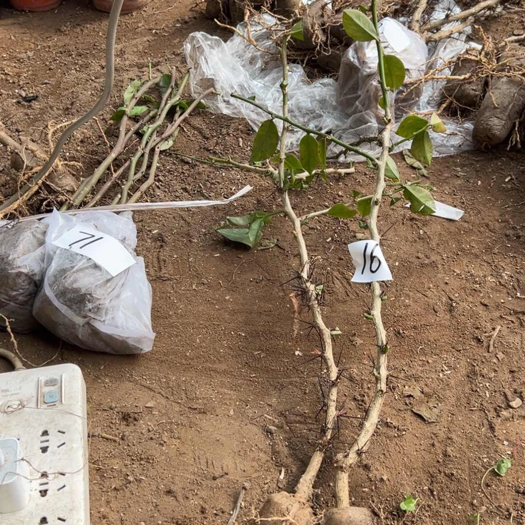 50公分分枝叶仙两颗编号16