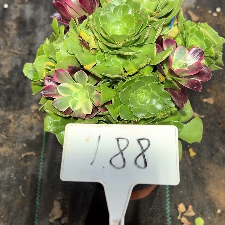 多肉植物绿羊绒不售后