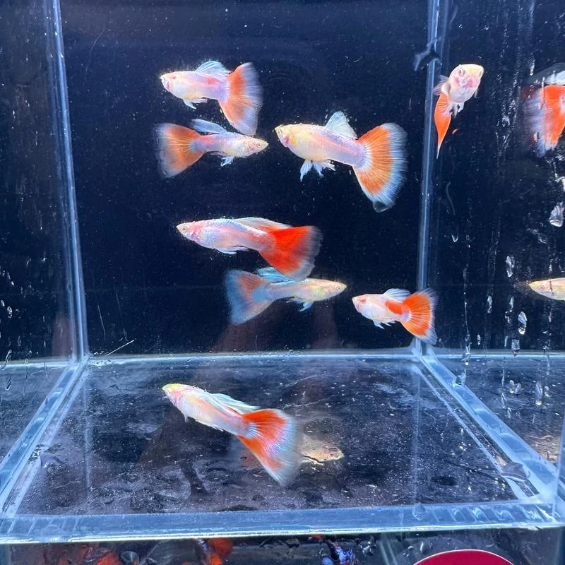 火烧云孔雀鱼小型热带观赏鱼需搭配深色系背景缸