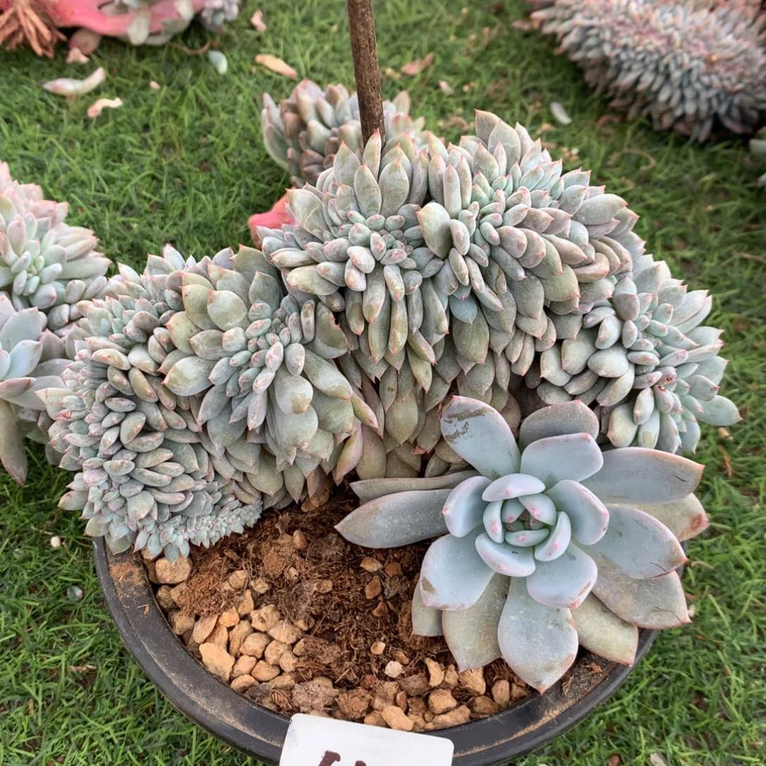 葛****葛琴专拍星影缀化612