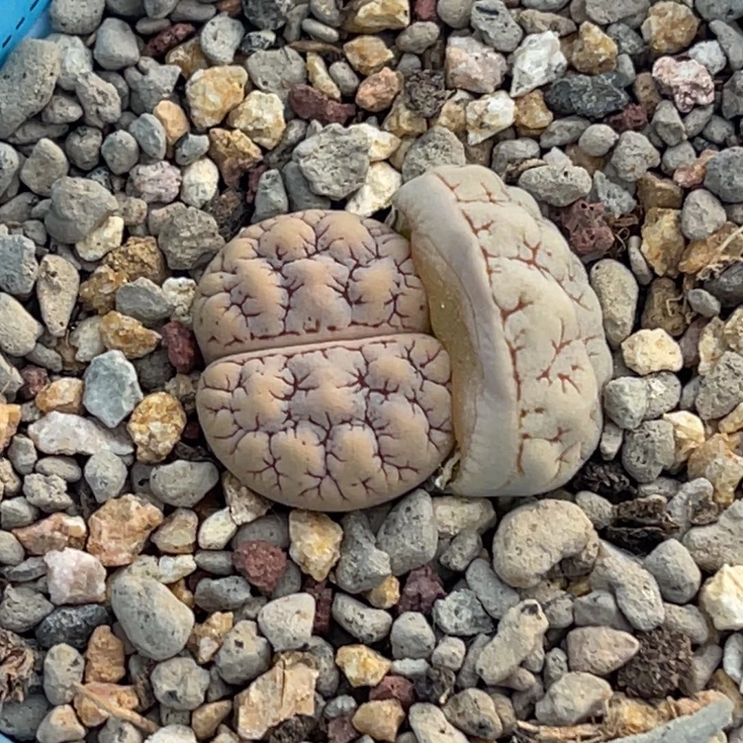 7106睫毛189一颗。