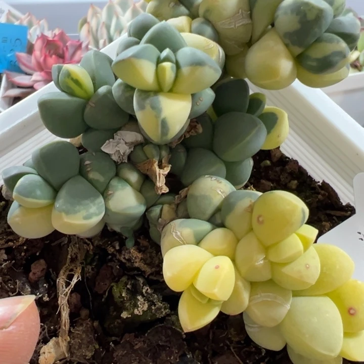 鹿角海棠锦多肉植物2493