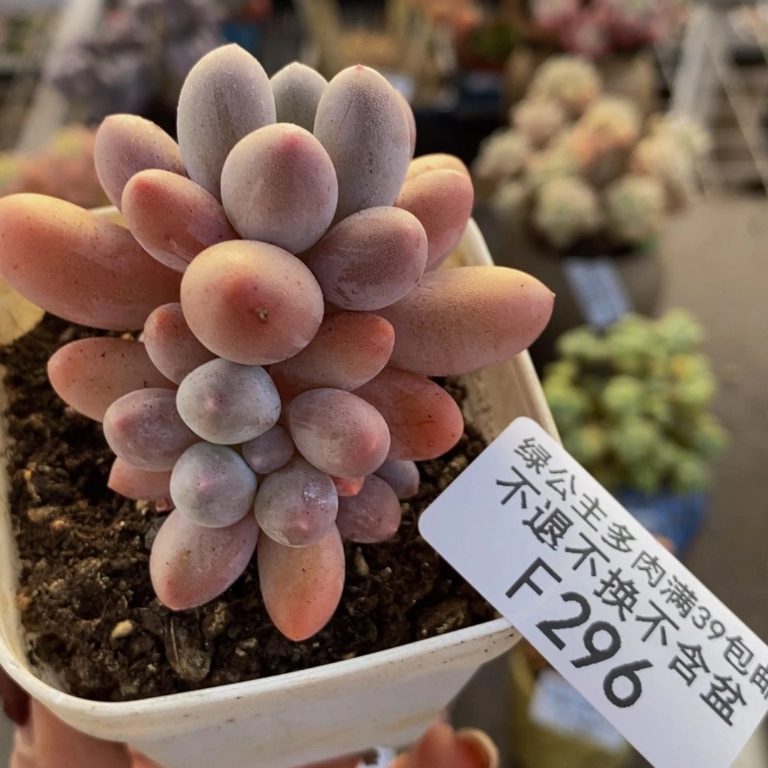 香水手指296/5v m