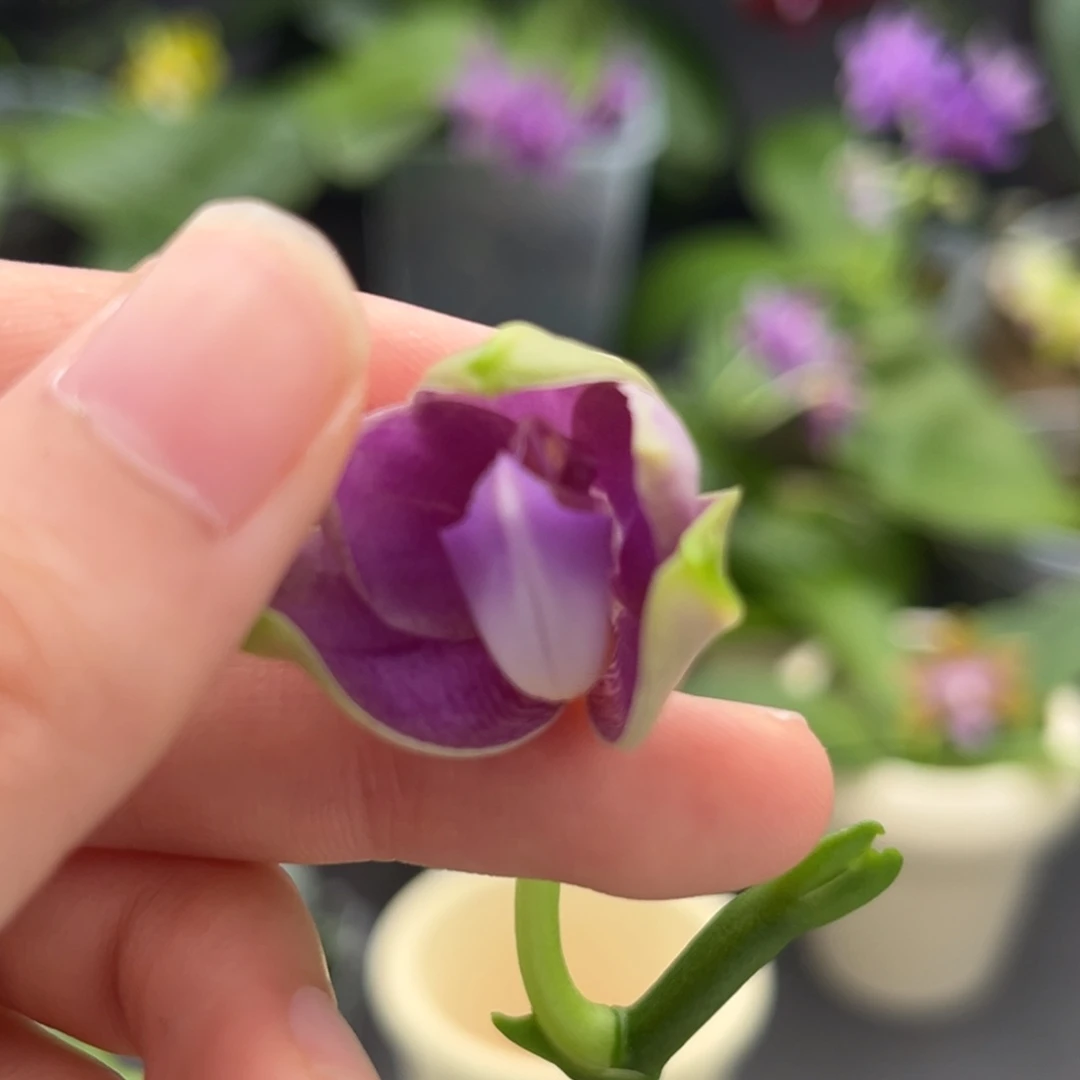 完全开放2.5寸3593开花株