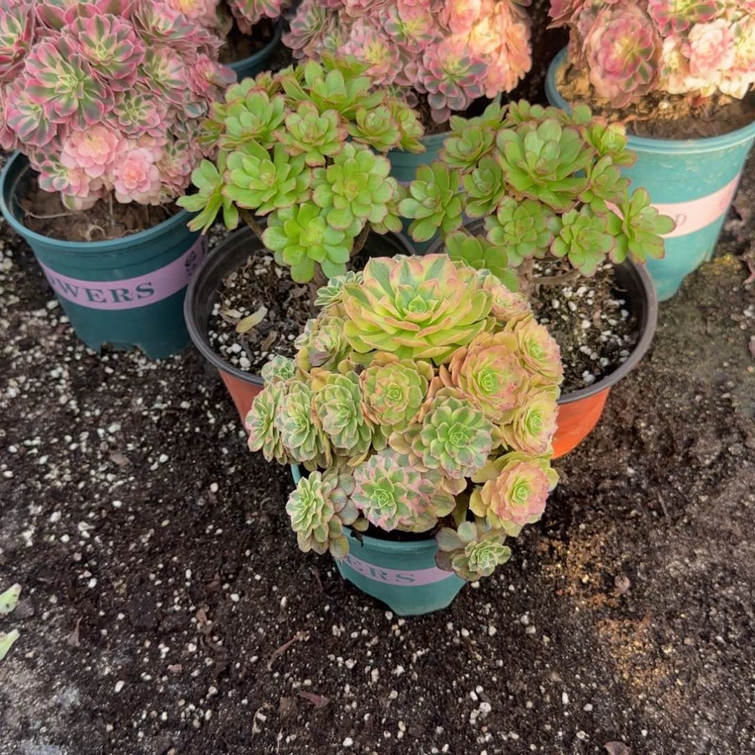 570号一物一拍多肉雨荷