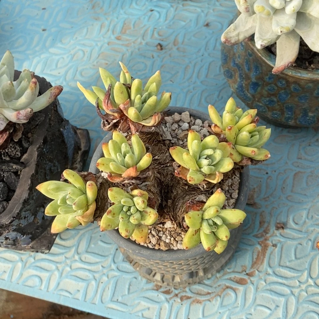 法姆多肉植物啦啦啦