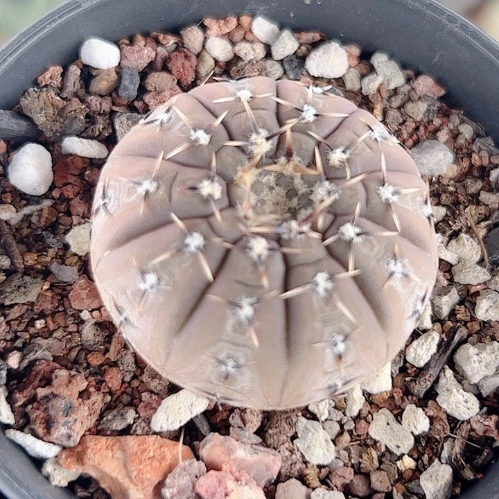 怪龙丸实生仙人球