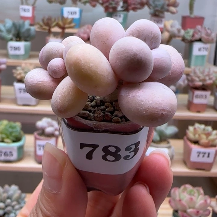 783原始奶满38包邮（除新疆 西藏 内蒙）