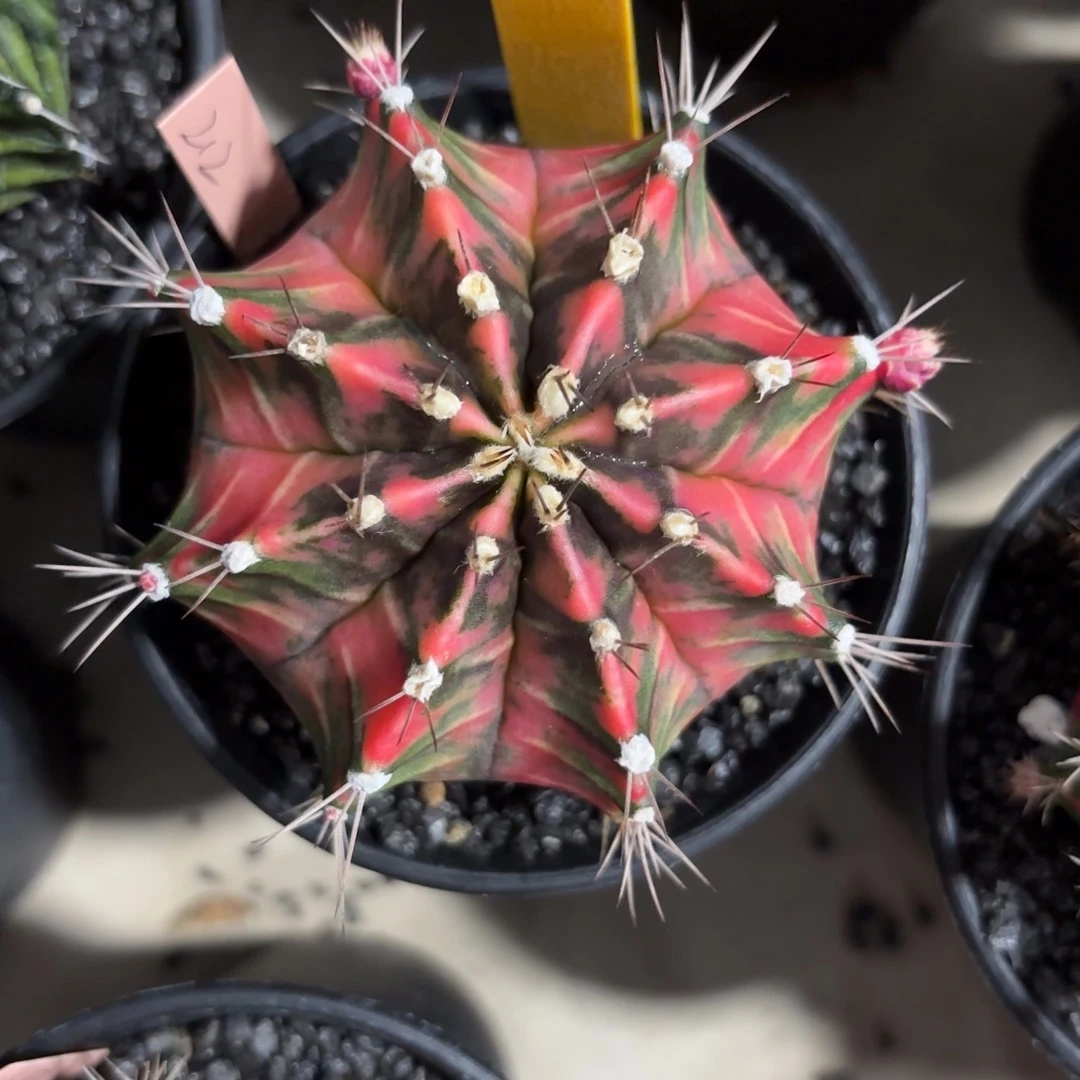 37-1128泰国发货多肉