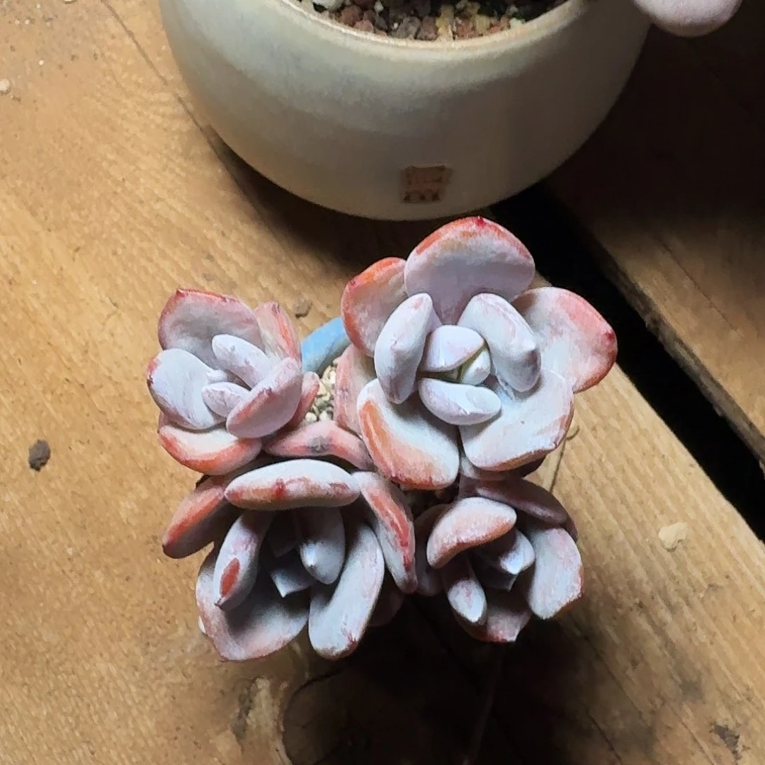 ？多肉4头奶茶群生老桩
