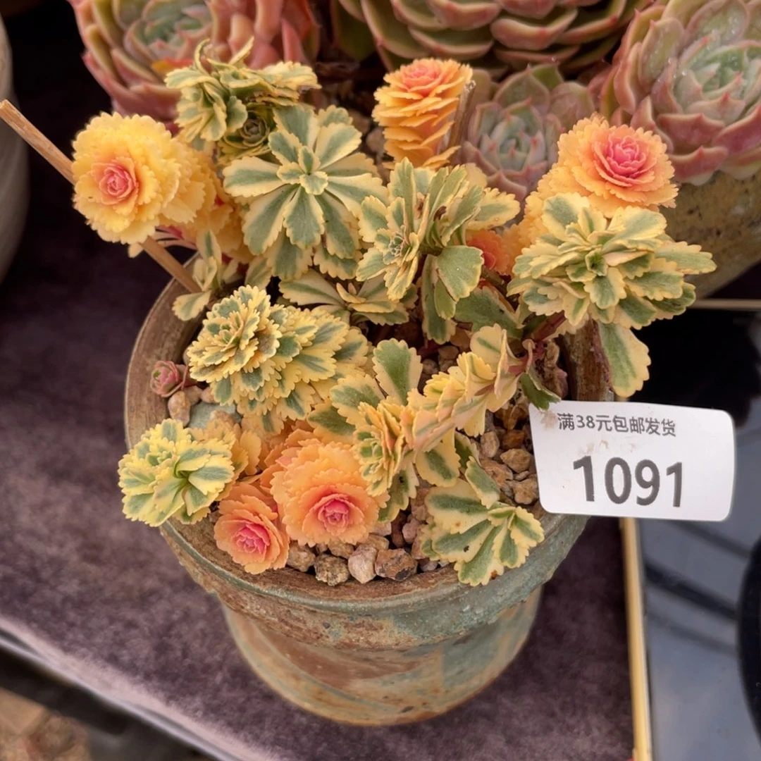 葡***子1091盆发物流多肉植物