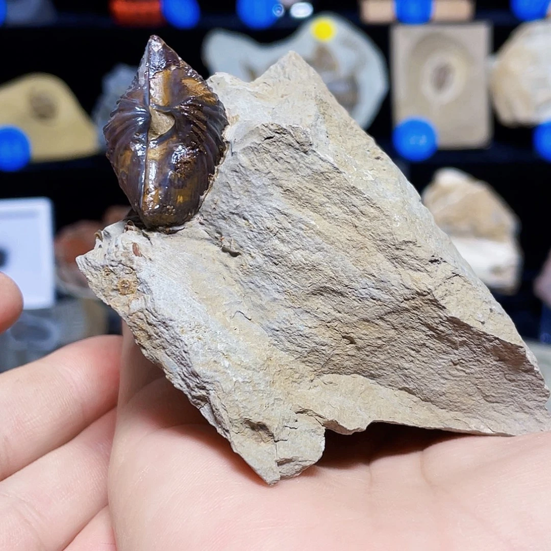 剑带喙石燕泥盆纪郁江组