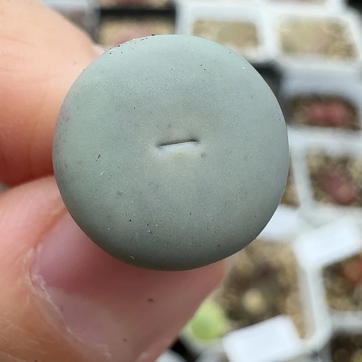 老马生石花433v嘴2339