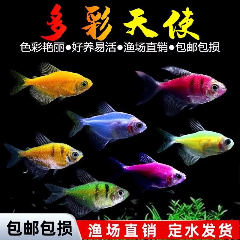 天使鱼糖果天使鱼小型淡水热带观赏鱼真实发色多色混搭不褪色好养