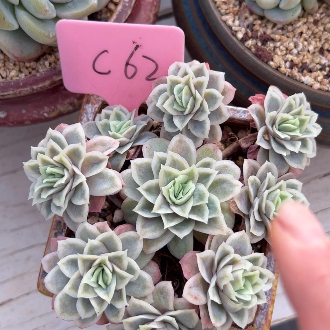 多肉植物一物一拍