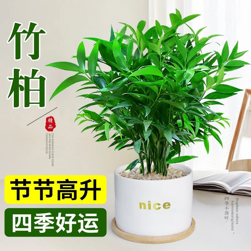 竹柏盆栽植物室内发财树绿植四季好养耐荫耐寒平安竹四季常青